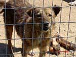 The animals of Romania need help!